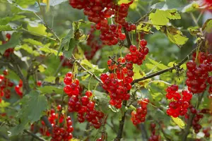 3 'Jonkheer van tets' Redcurrant / Ribes Rubrum Jonkheer van Tets' Multi-stemmed 3FATPIGS