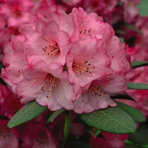 Rhododendron Wine and Roses 15cm Potted Plant x 1