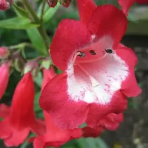 Penstemon 'King George V' in 9cm Pot - Semi-Evergreen Perennial