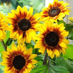 Mr. Men™ Little Miss™ - Little Miss Sunshine - Sunflower 'Helios Flame' - 1 Packet (10 Seeds)