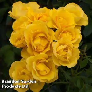 Rose Grandmas Rose - 3 Litre Potted  Plant x 1