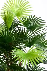 Best Artificial 4ft - 120cm Spider Finger Palm Tree