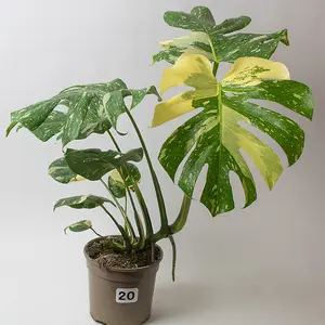 Monstera Thai Constellation -Variegated Cheese Plant, Rare House Plants in a 15cm Growers Pot