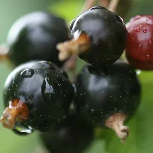 Blackcurrant Ben Connan g Fruit Bush Ribes Fruiting Shrub Plant Bare Root