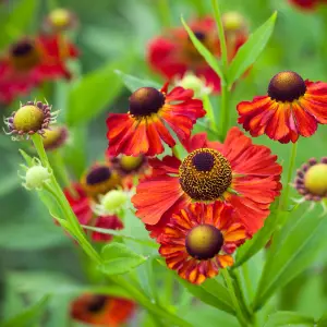 Moerheim Beauty Sneezeweed Perennials Flowering Plants Helenium 2L Pot