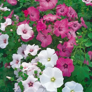 3 Mixed Lavatera - Lovely Flowering Shrubs for UK Gardens - Outdoor Plants (20-30cm Height Including Pot)