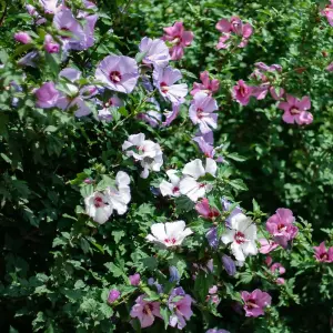 Hibiscus Tricolour 21cm Potted Plant x 1