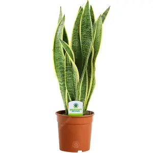 Sansevieria Laurentii - Variegated Foliage, Snake Plant Ideal for Home Office Kitchen, Easy Care (30-40cm Height Including Pot)