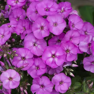 Gardeners Dream Phlox Ka-Pow Lavender (9cm)