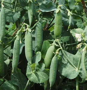 Pea Kelvedon Wonder 1 Seed Packet (250 Seeds)