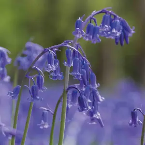 Hyacinthoides non-scripta (English Bluebells) 8 Flower bulbs