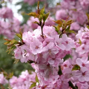 Prunus Jacqueline Tree - Stunning Autumn Foliage, Pink Flowers, Low Maintenance, Frost Hardy (5-6ft)