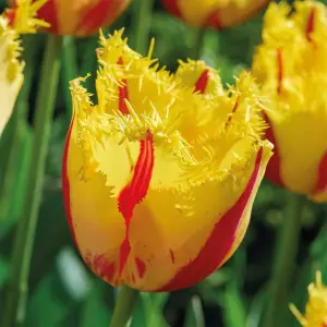 Tall Tulip Double Party Clown 10 Flower bulbs