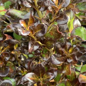 Coprosma Midnight Martini Garden Shrub - Striking Multicolour Foliage, Compact Size, Attracts Pollinators (10-30cm)