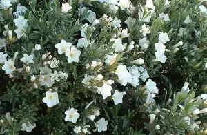 Convolvulus Cneorum Shrub Large Plant Supplied in a 3 Litre Pot