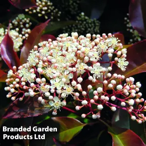 Photinia fraserii Red Robin 2 Litre Potted Plant x 5