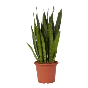 Verve Snake plant in Plastic Grow pot 25cm