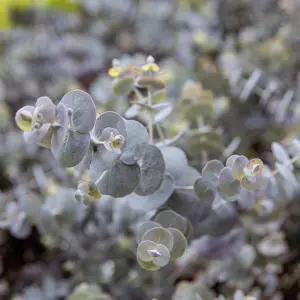 3 x Eucalyptus Gunnii in 9cm Pots - Aromatic Foliage - Evergreen Shrubs