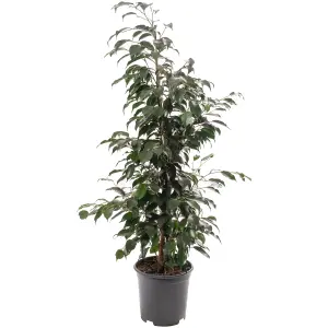 Ficus Benjamina Danielle - Indoor House Plant for Home Office, Kitchen, Living Room - Potted Houseplant (120-140cm)