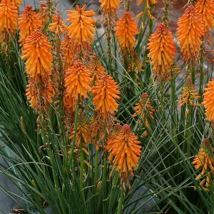 Kniphofia Orange Popsicle in 9cm Pot - Strong Red Hot Poker Plant