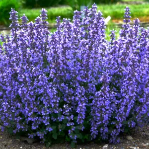 Nepeta Cats Pajamas Garden Plant - Blue-Purple Blooms, Compact Size, Hardy (15-30cm Height Including Pot)