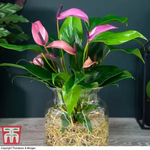 Anthurium Aqua in Sierglass 'Mauve Zizou' - 1 Plant