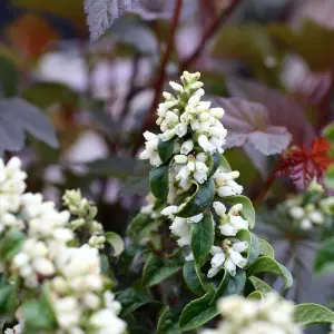 Leucothoe Curly Red Plant in 2L Pot with Hessian Gift Wrap - Dog Hobble Evergreen Shrub - Easy to Grow Christmas Gardening Gift