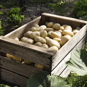 Grow Your Own Vegetables - Potato Charlotte 5kg