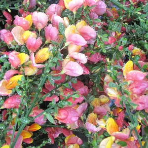 Cytisus La Coquette - Compact Yellow and Pink Blooms, Outdoor Shrub (20-30cm Height Including Pot)