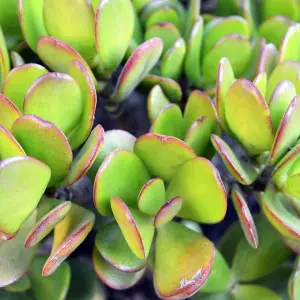 Crassula Ovata in a 12cm Pot - Money Penny Plant - Live Indoor Plant