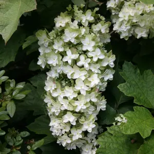 Snowflake Oak-leaved Hydrangea Shrub Plant Hydrangea Quercifolia 2L Pot