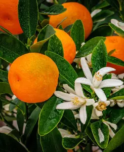 Citrus mitis Calamondin - supplied in a 9m pot