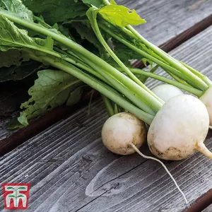 Turnip Rapa De Lodi 1 Seed Packet (5400 Seeds)