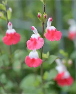 Salvia Collection - 6 different Salvias chosen from the best in our nursery