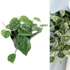 Scindapsus pictus Argyraeus - Satin Pothos Indoor Plant in 12cm Pot