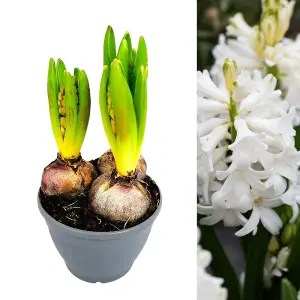 Hyacinth White Bulb Trio in 12cm Pot - Three Easy to Grow Hyacinthus Bulbs Growing in Pot - Fragrant Indoor Flowering Plant