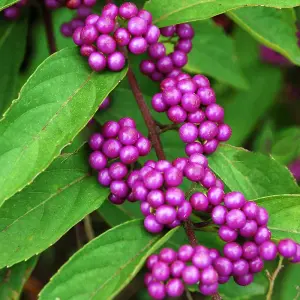 Callicarpa Profusion - Ornamental Beauty for Every Season (9cm, 15-30cm)