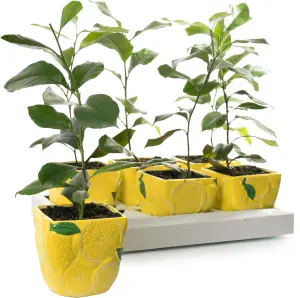 Citrus Lemon in Ceramic Pot: Elegant Home-Grown Citrus (20-30cm, 9cm Pot)