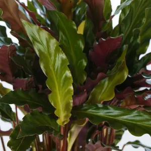 Calathea Elgergrass - Vibrant Foliage, Indoor Houseplant (12cm, 30-40cm)