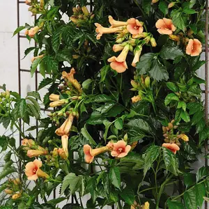 Campsis Indian Summer 2 Litre Potted Plant x 3