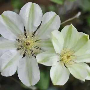 Clematis Guernsey Cream White Flowering Vine Climbing Plant 60cm Cane 3L Pot