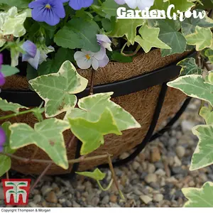 Hanging Basket Coco Liner for 30cm Baskets 2x by Thompson and Morgan (2)