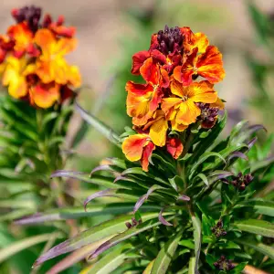 Erysimum Collection - 15 young plants 5 of each