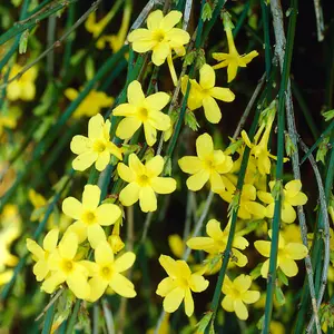 Winter Jasmine Jasminum nudiflorum - Established Plant in 9cm Pot Ready for Planting Winter Blooms Grow Your Own