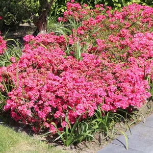 Azalea Rokoko - Evergreen Shrub, Pink Blooms, Compact Size (20-30cm Height Including Pot)