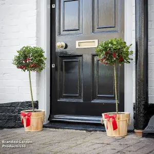 2 Holly Trees -  'Green Alaska' Standard - 2 Litre Potted Plant x 2 - Evergreen - Easy Care - Festive Doorstep