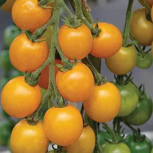 Tomato Goldkrone 1 Seed Packet