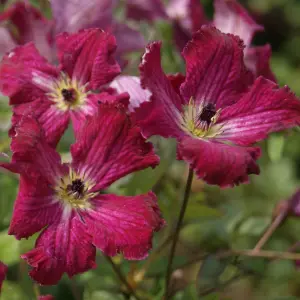 Clematis Rubra - Deep Pink Blooms, Climbing Vine, Morning Sun (20-30cm Height Including Pot)