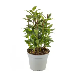 Kitchen Bay Laurel Established 25-30cm Tall Plant in 12cm Pot