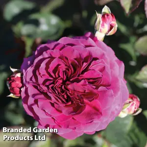 Rose (Rosa) (Hybrid Tea) Home Florist Timeless Purple 1 Bare root